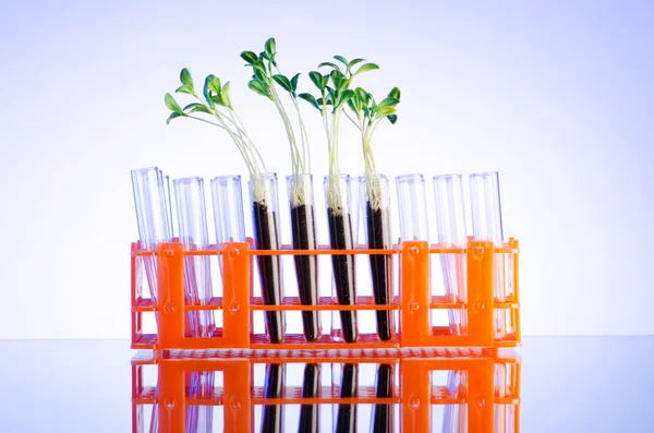 緑の苗を実験ラボ — ストック写真
