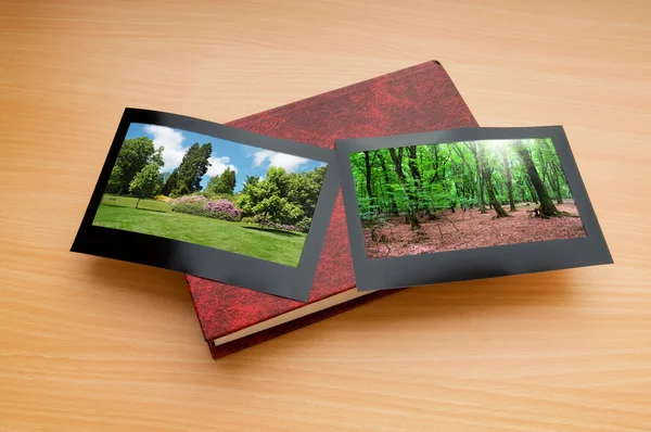 stock image Forest on the picture frames