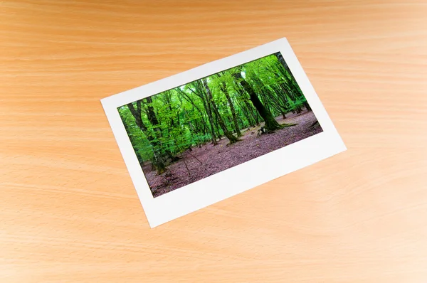Δάσος για τα πλαίσια εικόνων — Φωτογραφία Αρχείου