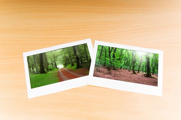Floresta nos quadros — Fotografia de Stock