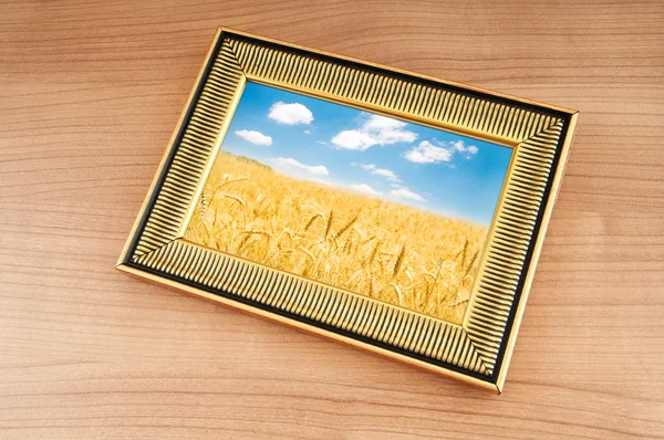 Wheat field in the picture frame — Stock Photo, Image