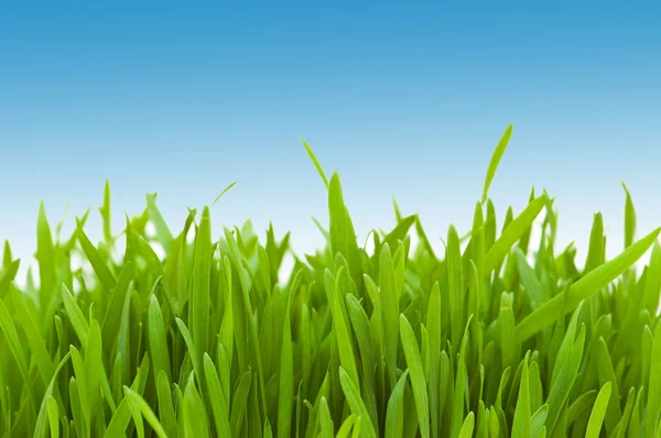 Groen gras tegen blauwe lucht — Stockfoto