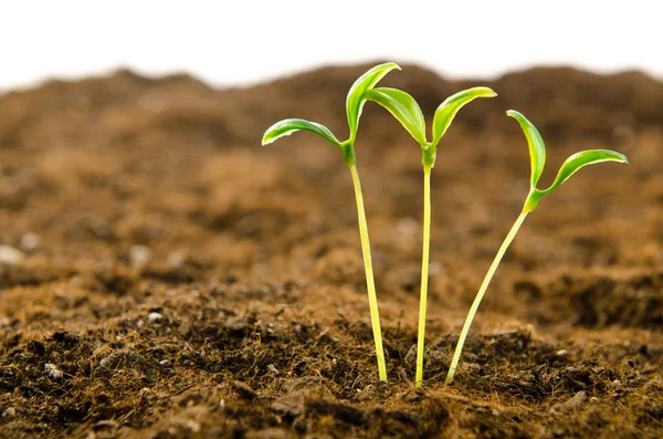 Yeni hayat konseptinde yeşil tohumlar — Stok fotoğraf