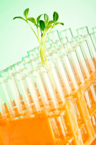 Esperimento con piantine verdi in laboratorio — Foto Stock