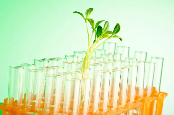 Eksperyment z zielonych sadzonek w laboratorium — Zdjęcie stockowe