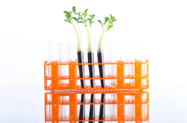 Esperimento di laboratorio con piantine verdi — Foto Stock