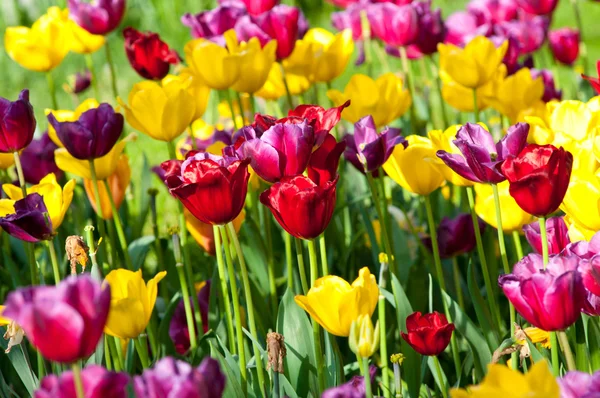 stock image Many tulips in the park