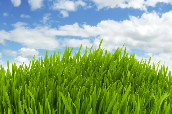 Mavi gökyüzüne karşı yeşil çimen — Stok fotoğraf