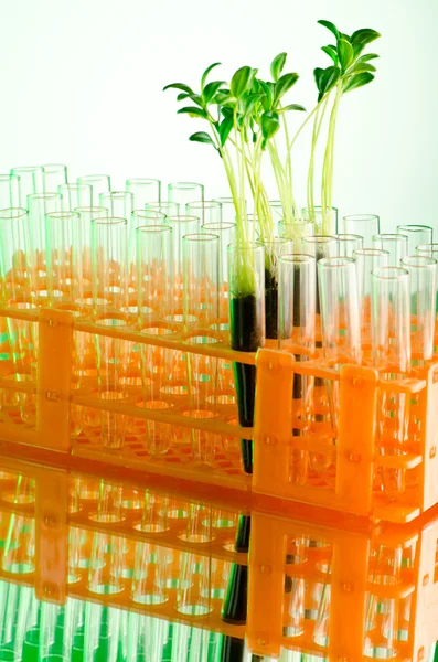 Эксперимент с зелеными саженцами в лаборатории — стоковое фото