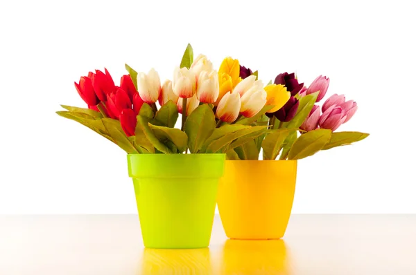 Tulipanes flores aisladas en el blanco — Foto de Stock
