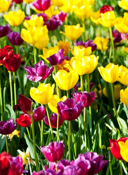 Nombreuses tulipes dans le parc — Photo