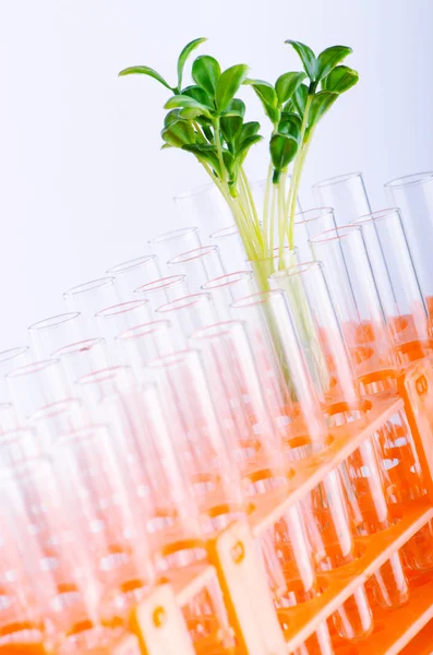 Laboratorium eksperyment z sadzonki zielone — Zdjęcie stockowe