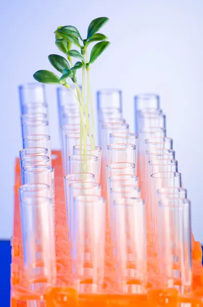 Lab experiment with green leaves — Stock Photo, Image