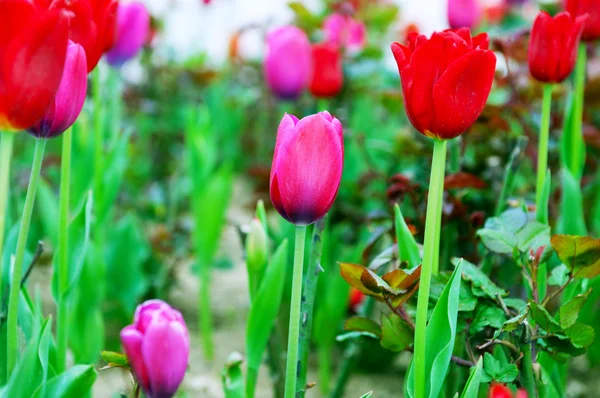 Tulip flowers in nature concept — Stock Photo, Image