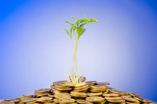 Financial concept with seedlings and coins — Stock Photo, Image