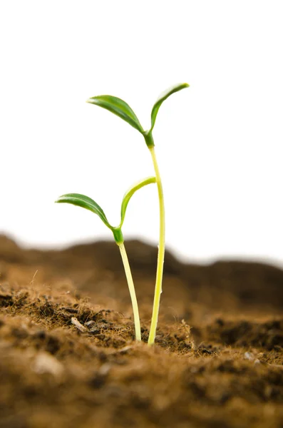 新しいライフコンセプトの緑の苗 — ストック写真