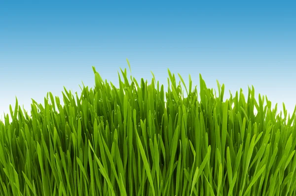 Green grass against blue sky — Stock Photo, Image
