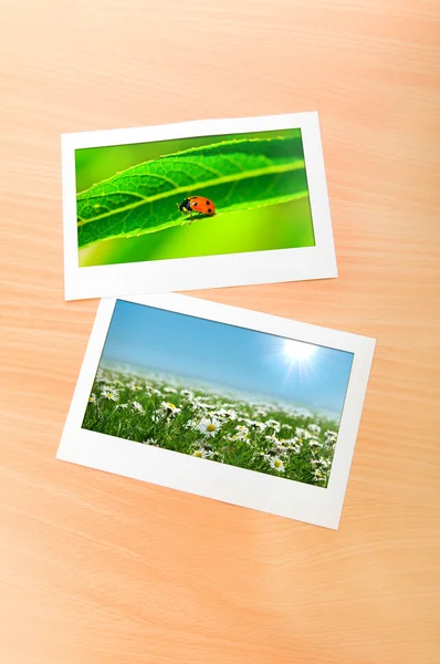 Nature photos in picture frames — Stock Photo, Image