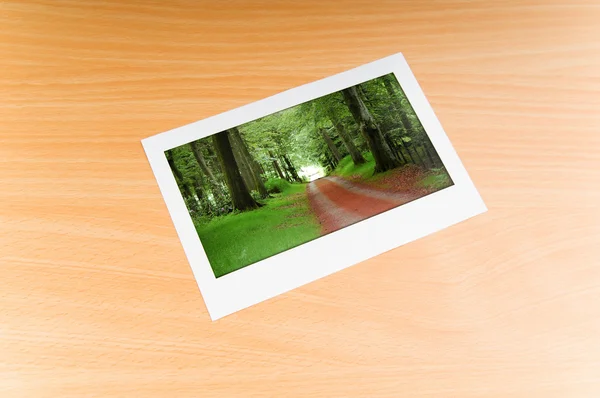 Resim çerçeveleri üzerinde orman — Stok fotoğraf