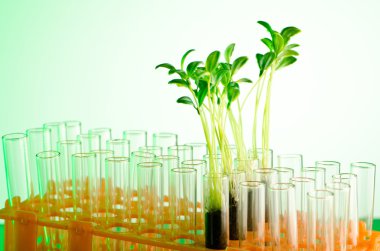 Experiment with green seedlings in the lab clipart