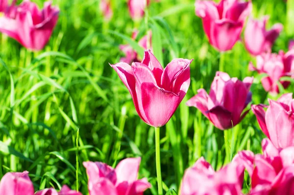 Tulipán květy v parku — Stock fotografie