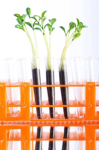 Lab experiment with green seedlings — Stock Photo, Image