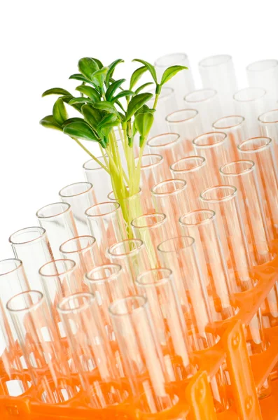 Esperimento di laboratorio con foglie verdi — Foto Stock