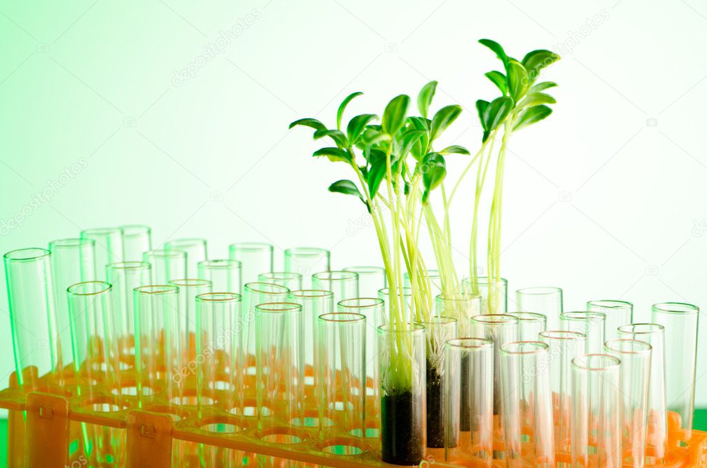 Experiment with green seedlings in the lab