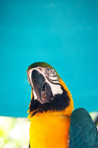 딱다구리 위에 앉아 있는 화려 한 앵무새 — 스톡 사진