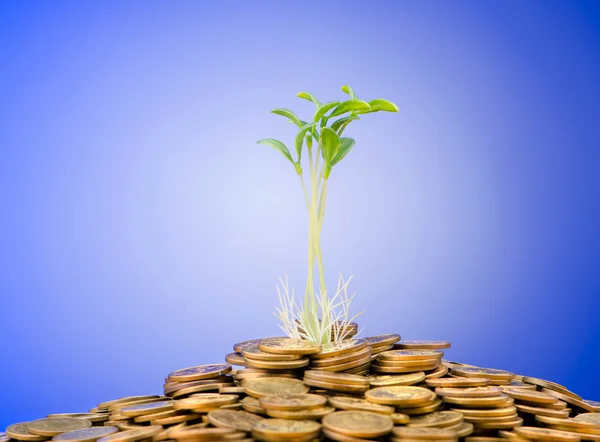 Financial concept with seedlings and coins — Stock Photo, Image