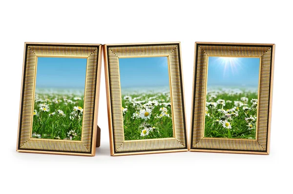 Květy sedmikrásky v obrazové rámy na bílém pozadí — Stock fotografie