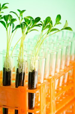 Experiment with green seedlings in the lab clipart