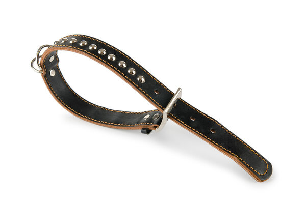 Dog collar isolated on the white background