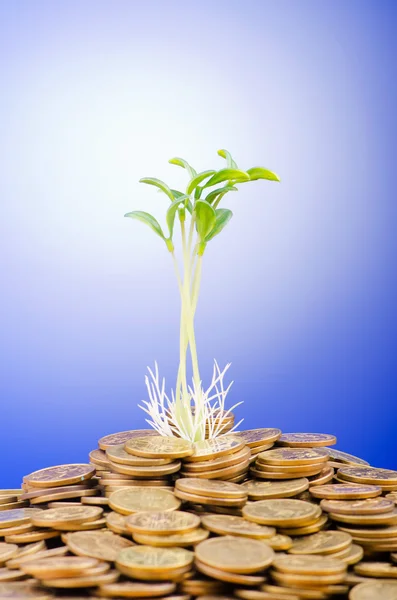 Finansiella begrepp med plantor och mynt — Stockfoto