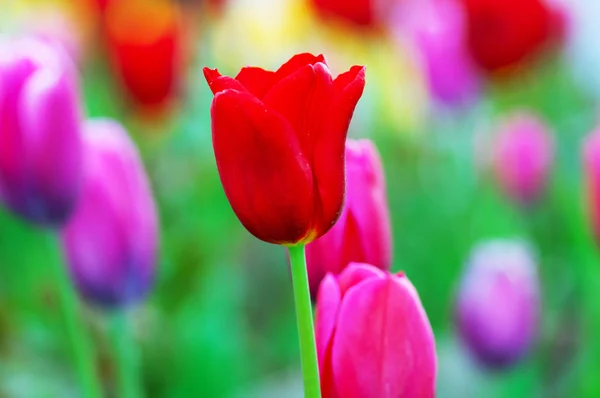 Tulip flowers in nature concept — Stock Photo, Image