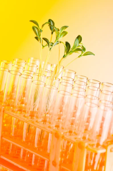 Eksperyment z zielonych sadzonek w laboratorium — Zdjęcie stockowe