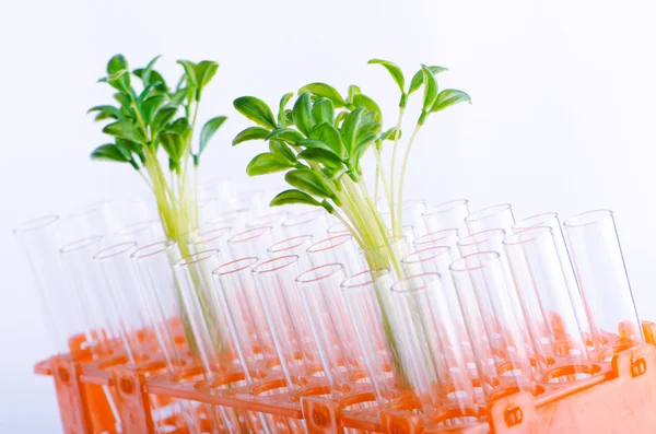 Laboratorium eksperyment z sadzonki zielone — Zdjęcie stockowe