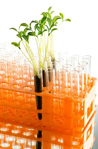 Experimento de laboratorio con hojas verdes —  Fotos de Stock