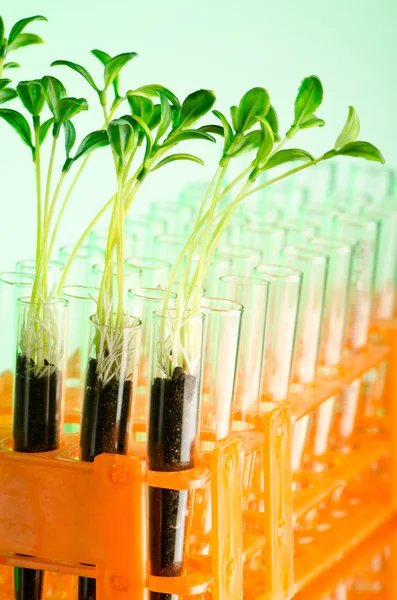 Experiment with green seedlings in the lab — Stock Photo, Image