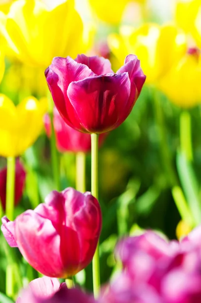 Tulipán květy v parku — Stock fotografie