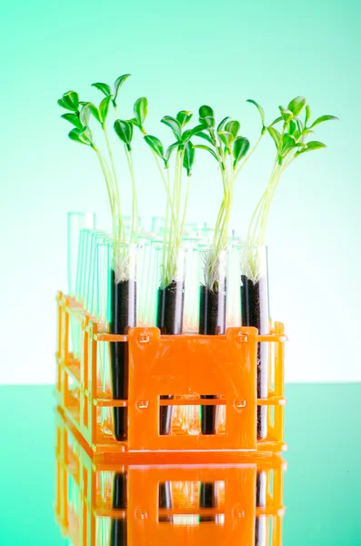 Лабораторный эксперимент с зелеными саженцами — стоковое фото
