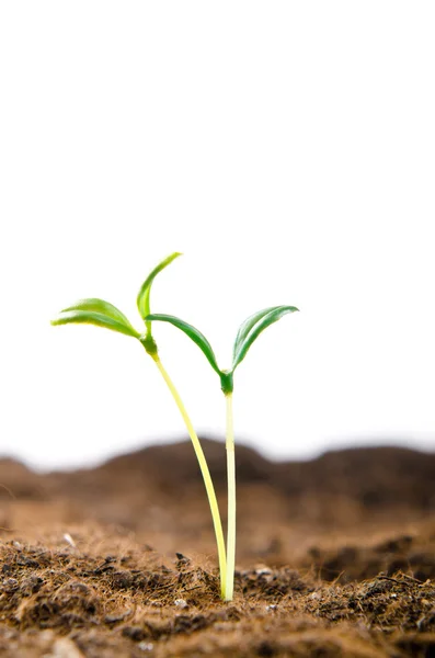 Green seedlings in new life concept — Stock Photo, Image