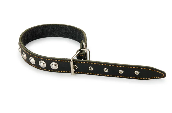 Dog collar isolated on the white background — Stock Photo, Image