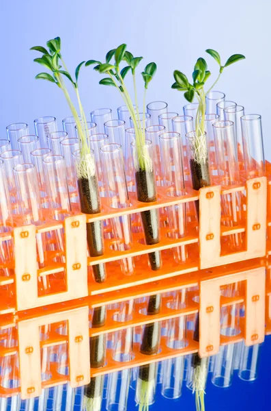 Experimente com mudas verdes no laboratório — Fotografia de Stock