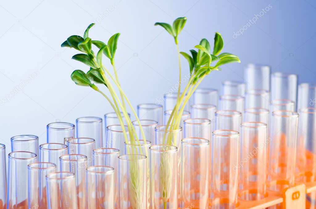 Experiment with green seedlings in the lab