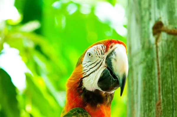 Pássaro de papagaio colorido sentado no poleiro — Fotografia de Stock