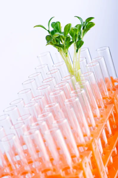 Esperimento di laboratorio con piantine verdi — Foto Stock
