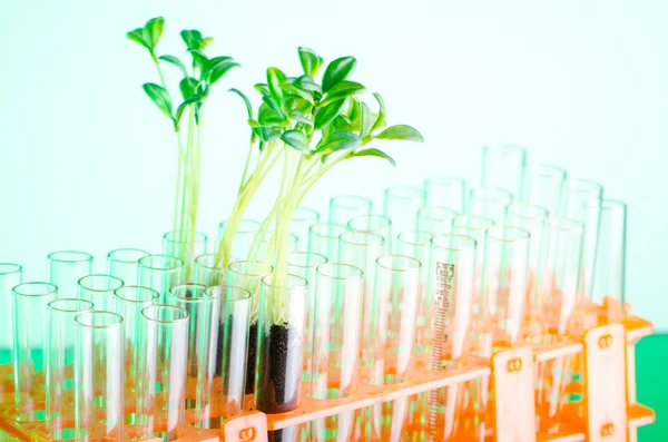 Experimento de laboratorio con plántulas verdes —  Fotos de Stock