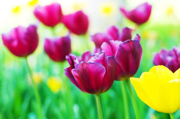 Stock image Tulip flowers in the park