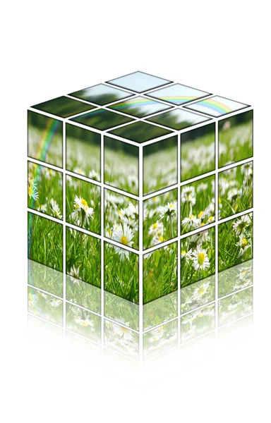 Cubo com campo de camomila — Fotografia de Stock